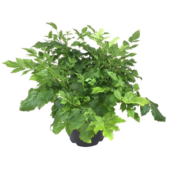 Unbranded Astilbe Rheinland Plant