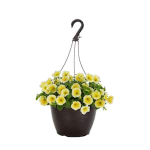 1.75 Gal. Bee's Knees Petunia Annual Plant with Yellow Flowers in Decorative Hanging Basket