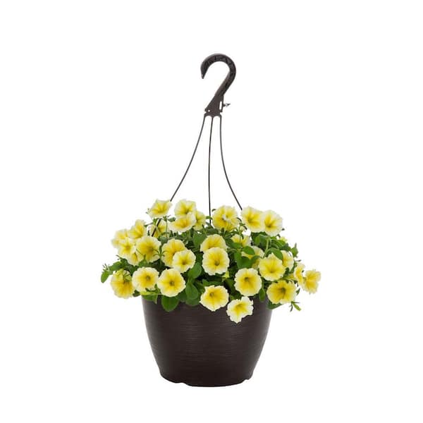 Vigoro 1.75 Gal. Bee's Knees Petunia Annual Plant with Yellow Flowers in Decorative Hanging Basket
