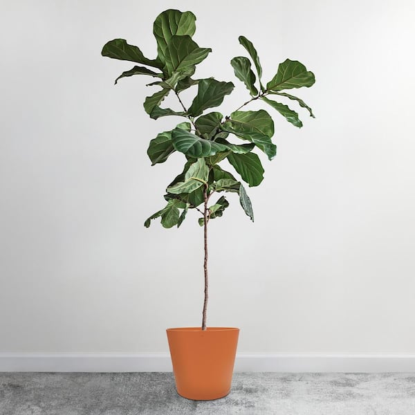 12 in. Kyra Medium Clay Resin Planter (12 in. D x 11 in. H) with Attached Saucer