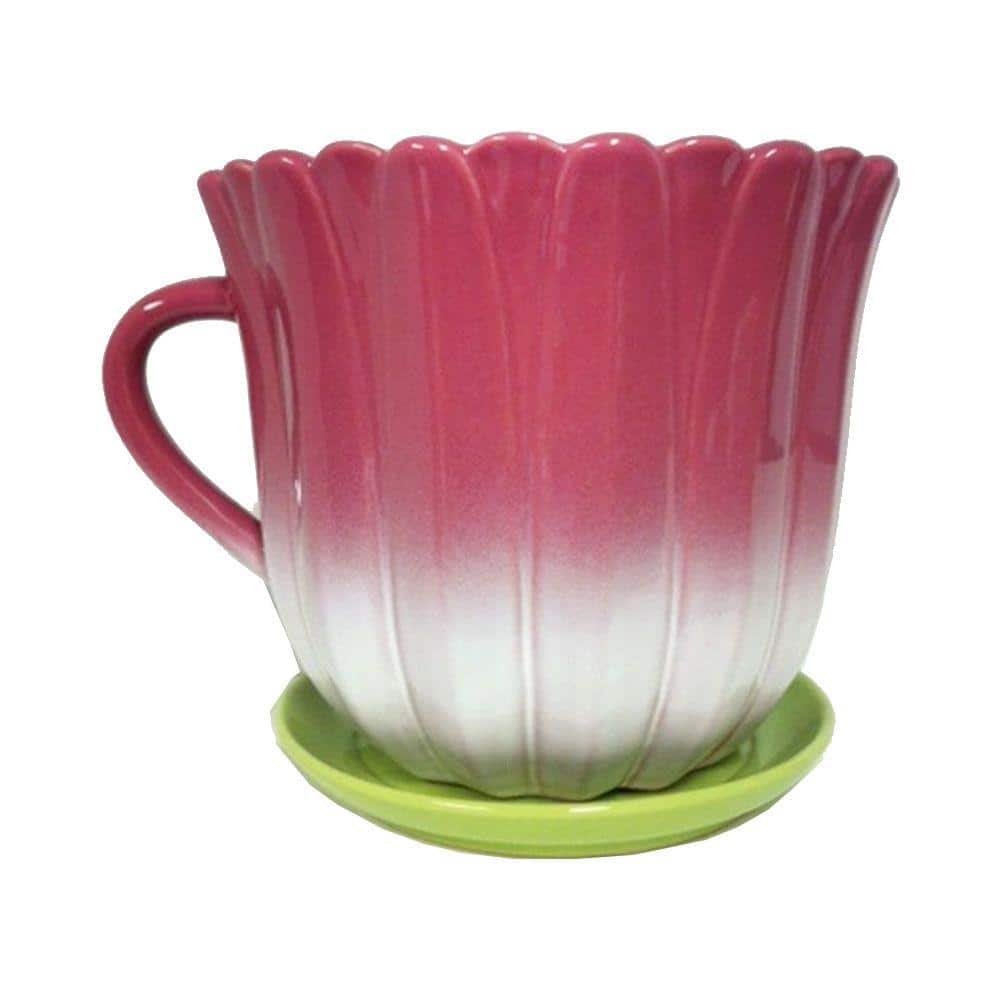 Cup and Saucer Plant. Pot cup