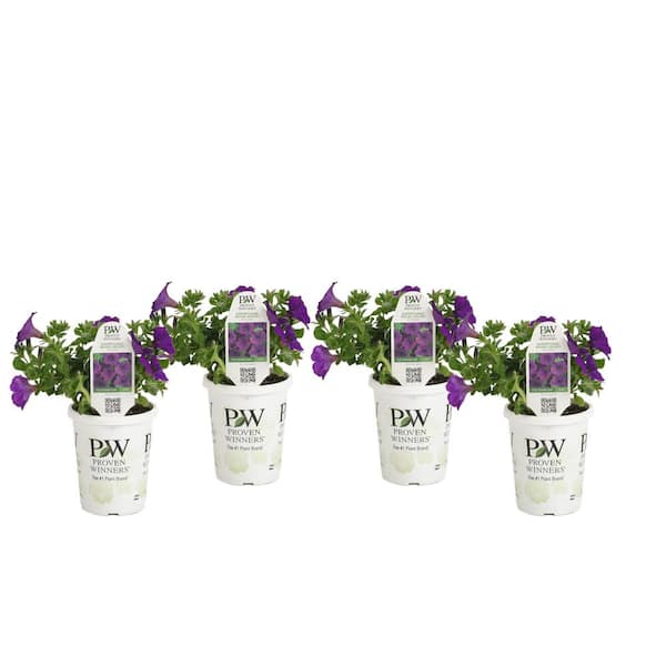 Supertunia® Royal Velvet® - Petunia hybrid