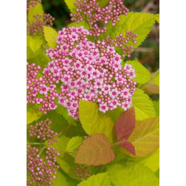 PROVEN WINNERS Double Play Big Bang ColorChoice Spirea - 4.5 in. Quart