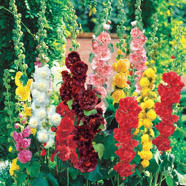 Direct Gardening Double Flowering Hollyhock Mixture Dormant Bare