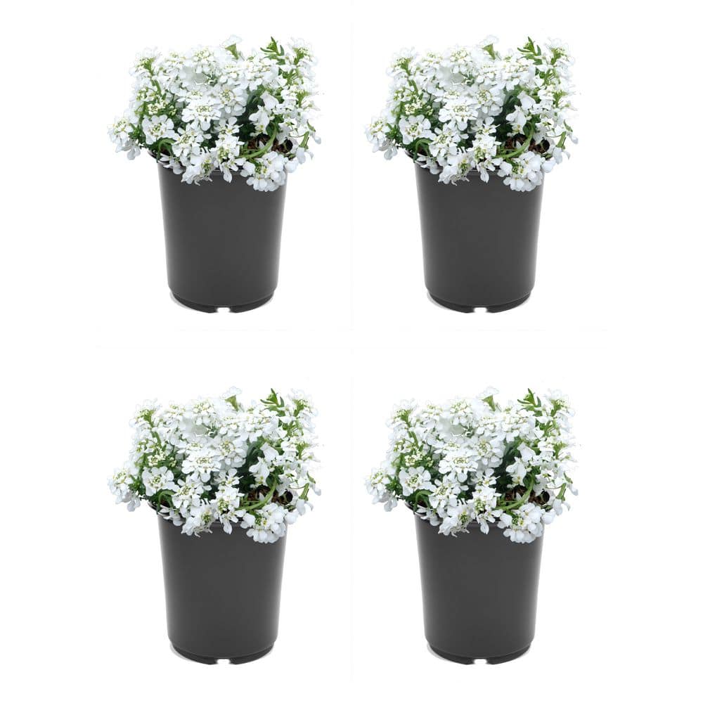 Unbranded. 2.5 qt. Candy Tuft Iberis 'Snow Cone Forte' Perennial
