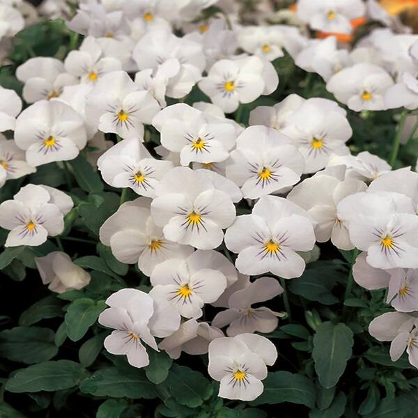4 in. Sorbet White Viola Plant (6Pack) 72178 The Home Depot