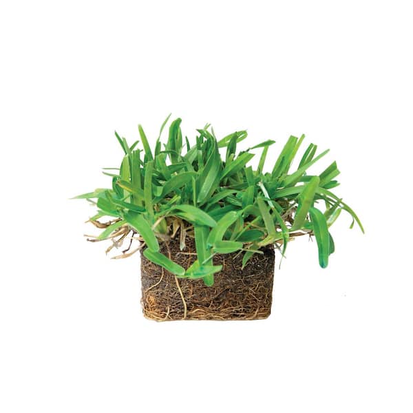 Sodpods St Augustine Seville Grass Plugs 32 Count Natural Affordable Lawn Improvement Spsas32 The Home Depot