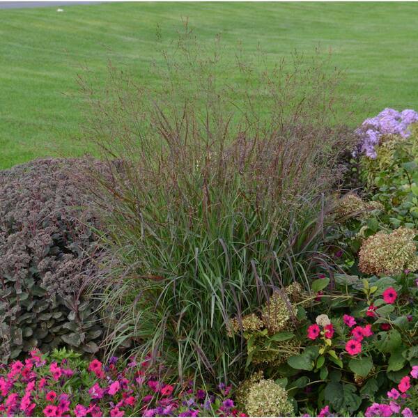 PROVEN WINNERS 3 Gal. Prairie Winds Cheyenne Sky Red Switch Grass (Panicum) Live Plant, Green to Red Foliage