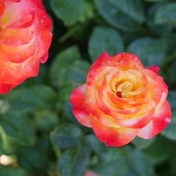 PROVEN WINNERS 2 Gal. En Fuego Rose Plant with Yellow, Red, and