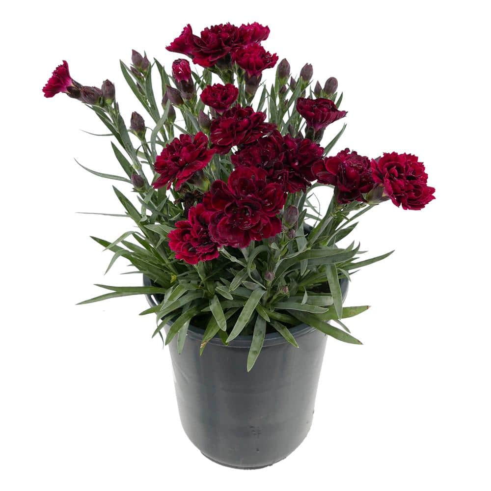 Perennial Carnation Scent First Passion 2.5 qt.