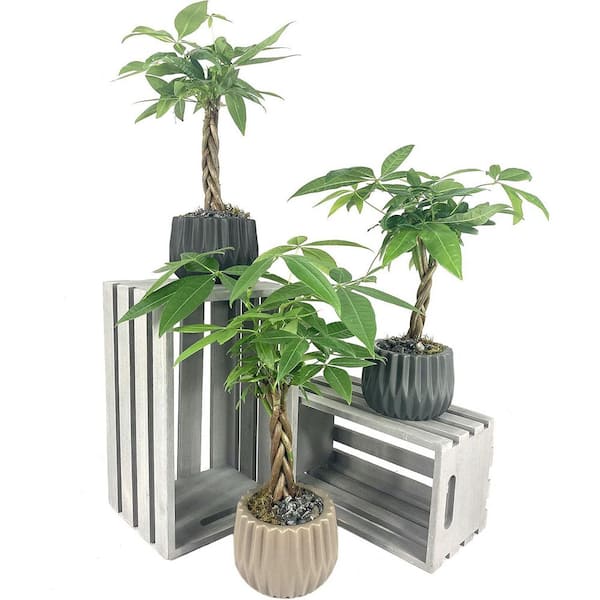 Wekiva Foliage Classic Bonsai Planter-3 Live Plants in 5 in. Decorative Pots-Grower's Choice Based on Health and Beauty-Bonsai