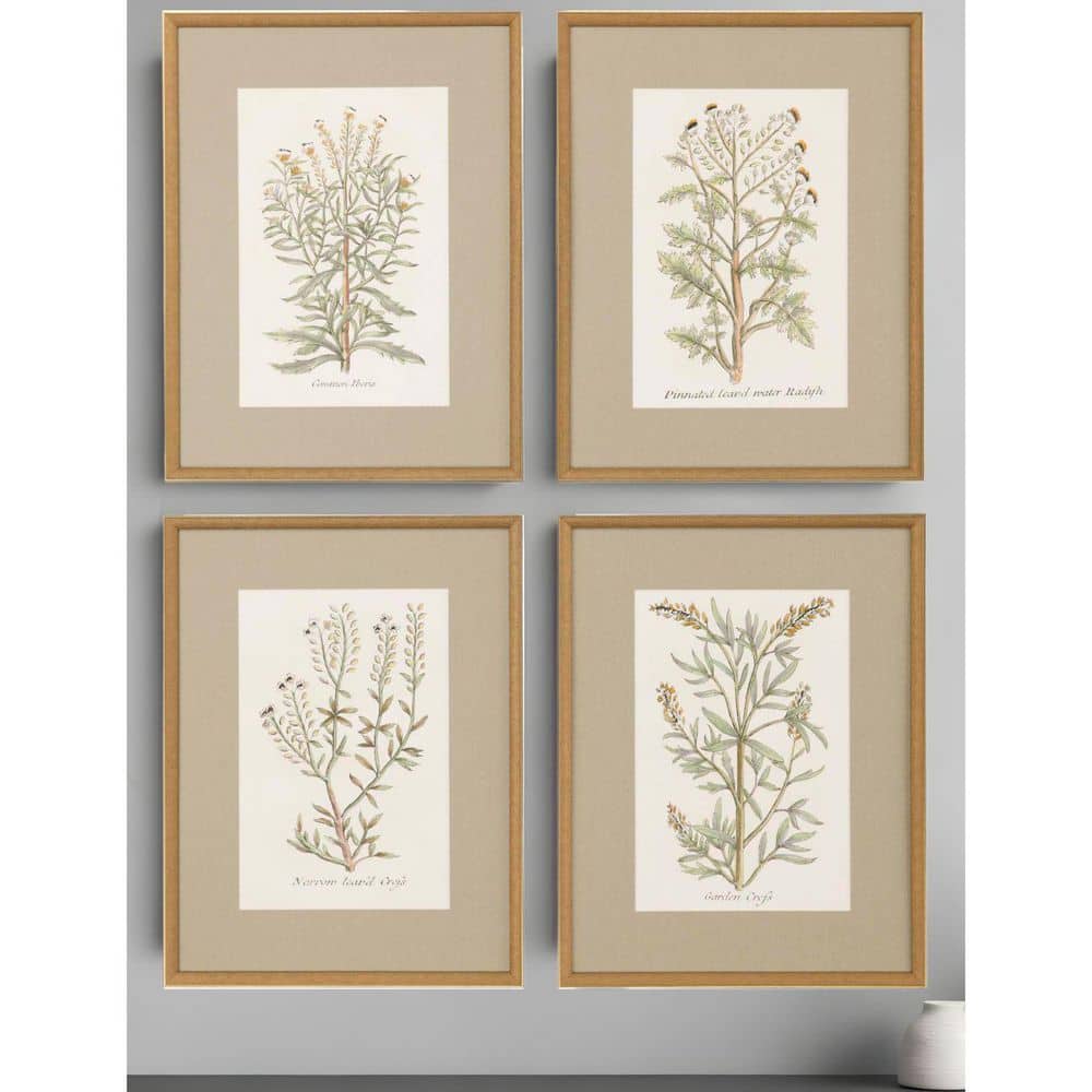 4 Piece Framed Graphic Print Plants and Flowers 26.00 in. x 20.00 in. price history on PriceWatchPro