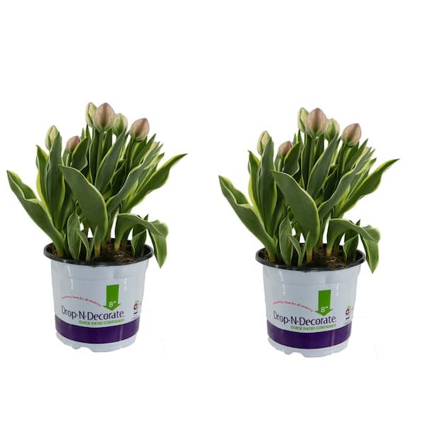 Unbranded 3.0 qt. Drop N Decorate Annual Tulip Purple (2-Pack)