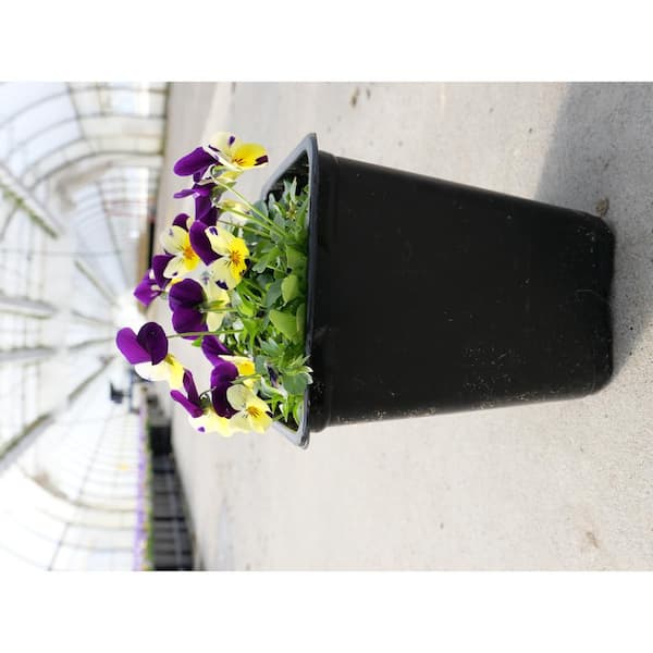 1 Gal. Purple Viola Plant 1904 - The Home Depot