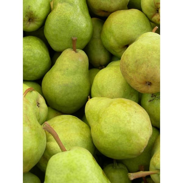 Fresh Bosc Pears, 3 lb Bag