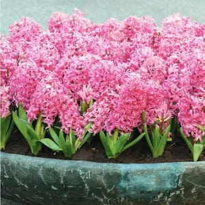 Fragrant Pink Hyacinth Bulb with Forcing Vase