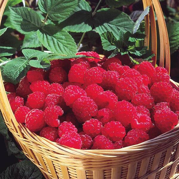 DIRECT GARDENING 1.50 Gal. Pot, Latham Raspberry Bush, Deciduous Fruit ...
