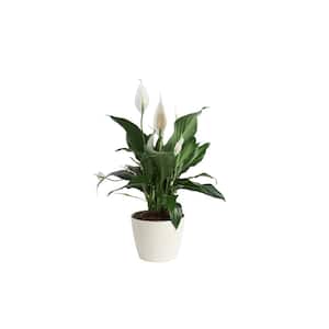 Spathiphyllum Peace Lily Indoor Plant in 6 in. White Pot, Average Shipping Height 1-2 ft. Tall