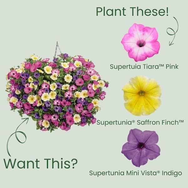 Proven Winners 4.25 in. Eco+ Grande Supertunia Pink Tiara (Petunia