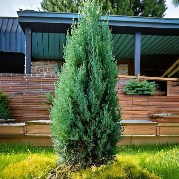 7 Gal. Blue Point Juniper Evergreen