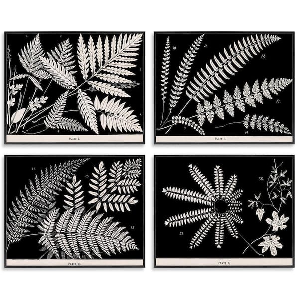 Ferns Studies with Stark Contrast by Phillipa Katz 4 Piece Black Framed Nature Giclee Art Print 16 in. x 20 in.