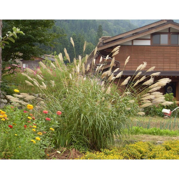 Online Orchards 1 Gal. Maiden Grass - Very Tall Ornamental Grass, Perfect for Borders and Fence Plantings