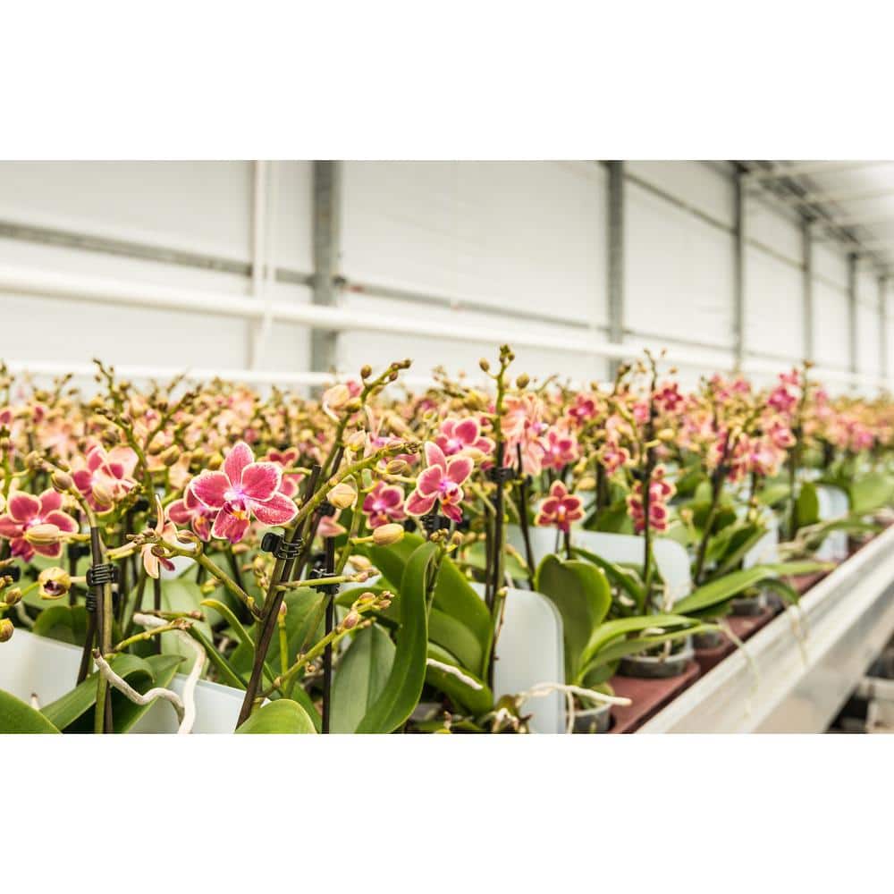 Feit 2' White Plastic Full Spectrum Hydroponic Grow Light