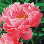 Coral Charm Peony (Paeonia) Live Bareroot Perennial Plant Coral Pink Flowers (1-Pack)