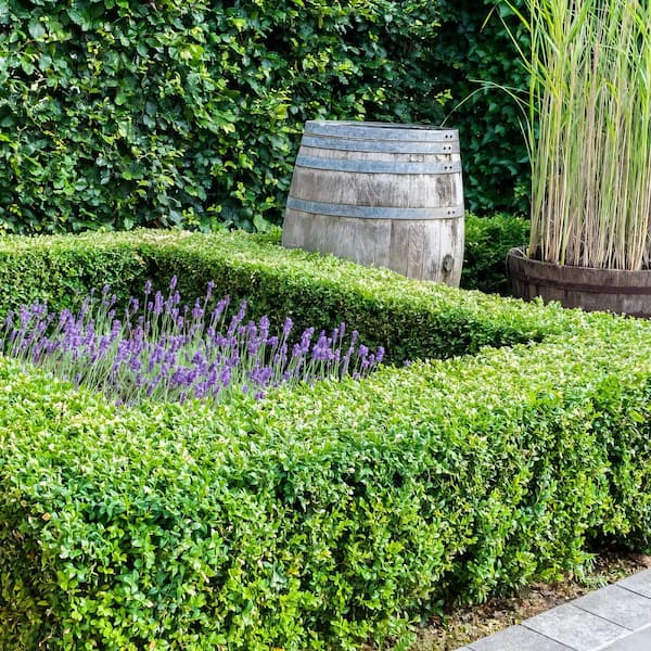 national PLANT NETWORK - 1 gal. Boxwood Wintergreen Shrub