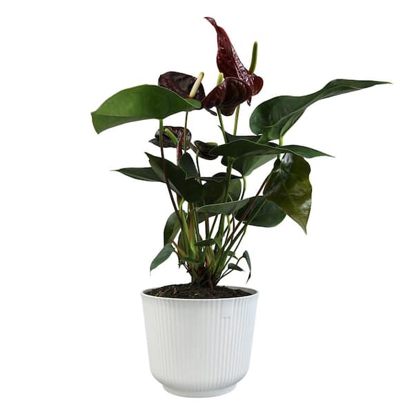 ALTMAN PLANTS Chocolate Flamingo Flower Anthurium (Approx 20 in