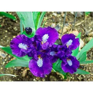 Trajectory Dwarf Bearded Iris Purple and White Flowers Live Bareroot Plant
