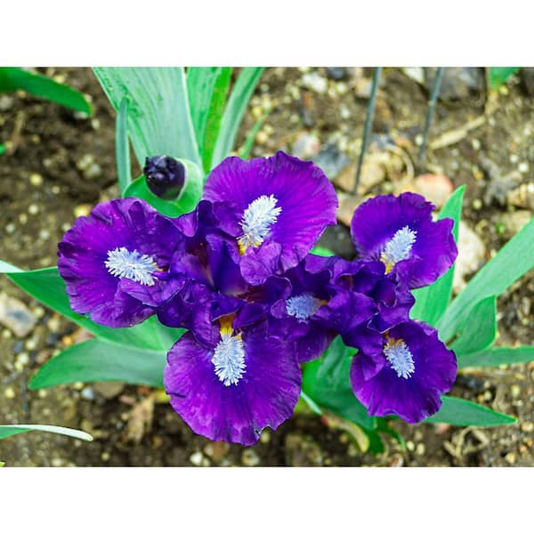 Spring Hill Nurseries Trajectory Dwarf Bearded Iris Purple and White Flowers Live Bareroot Plant
