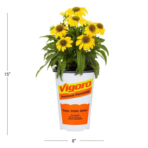 Vigoro 2 Qt. Echinacea Coneflower Sunseeker Citrus Yellow