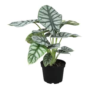 Silver Dragon Alocasia Air Purifying Indoor Houseplant in 6 in. Grower Pot