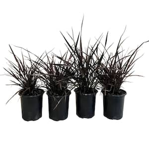 #1 Container 'Platt's Black' Flax Grass Plants (4-Pack)