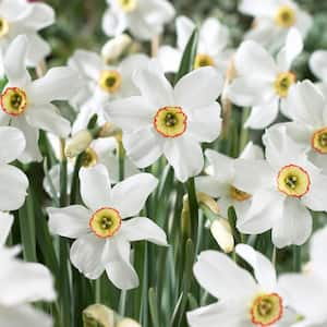 14/16 cm, Pheasant's Eye Daffodil Flower Bulbs, White (Bag of 50)