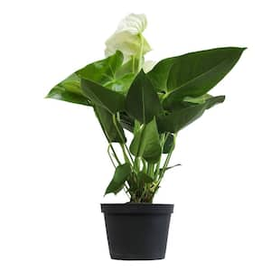 White Flamingo Flower Anthurium (Approx 18-21 in. Tall), 6 in. Grower Pot, Easy Live Indoor Plant Gifts for Plant Lovers