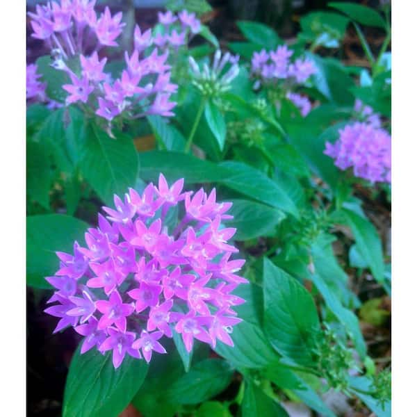1.38 Pt. Penta Plant Lavender Flowers in 4.5 In. Grower's Pot (4-Plants)