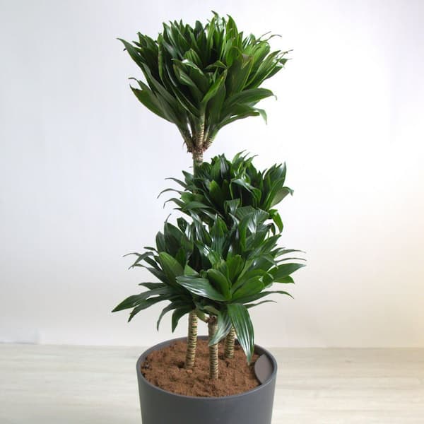 10 in. Dracaena Janet Craig Compacta 3-2-1 in 3g Grower Container (1-Plant)