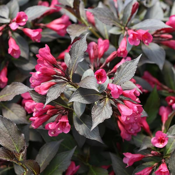 2 Gal. Spilled Wine Weigela Shrub with Bright Pink Flowers and Deep Purple Foliage