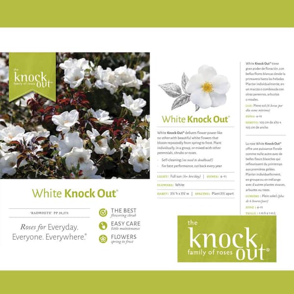 KNOCK OUT 2 Gal. White Knock Out Rose Bush with White Flowers 13215 - The  Home Depot