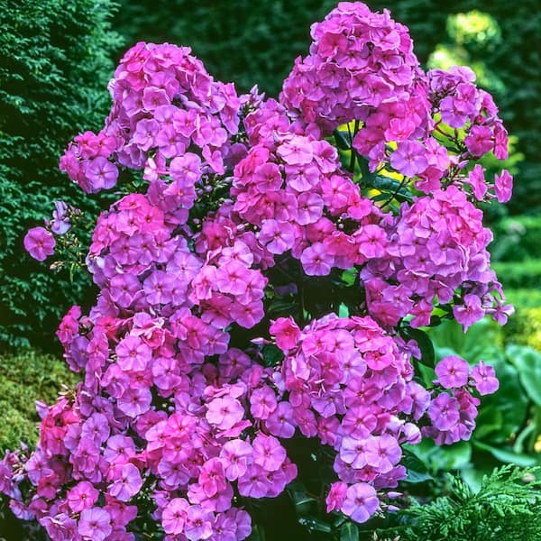Spring Hill Nurseries Blue Boy Tall Phlox, Blue Flowering Perennial Live Bareroot Plant (1-Pack)
