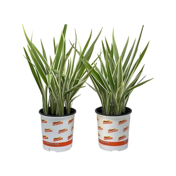 Pure Beauty Farms 2.5 Qt. Dianella Tasmanica Varigated Flax Lily in Grower's Pot (2-Packs)