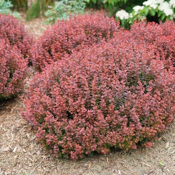 PROVEN WINNERS 2 Gal. Sunjoy Mini Maroon Barberry Shrub with Deep
