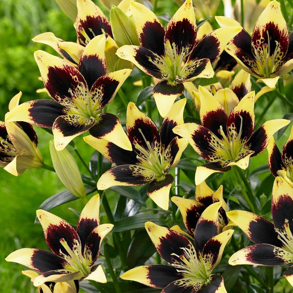 Lilies Bulbs Easy Dance (Set of 8)