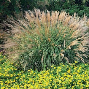 3 Gal. Maiden Grass (Miscanthus Sinensis Gracillimus), Live Ornamental Perennial, Silver-Green Foliage