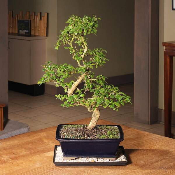 MissFox Bonsai schaal met onderlegger, bonsai-trainpotten van kunststof