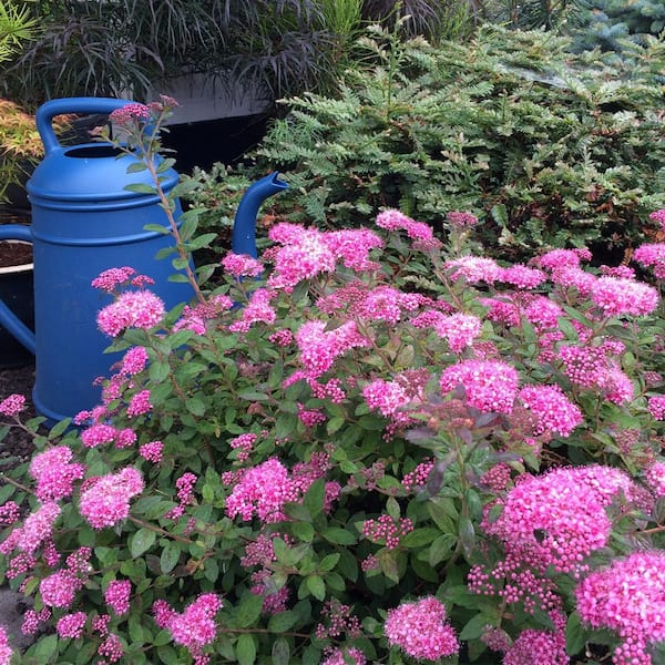 VAN ZYVERDEN Spiraea Poprocks Petite 4 in. Potted