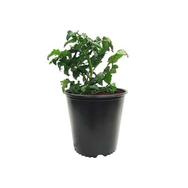 medium planter pot Buy Medium High Diamond Planter Set of 3 Matte Black / Set of 3