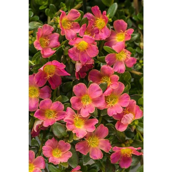 PROVEN WINNERS 4-Pack, 4.25 in. Grande Mojave Pink Moss Rose (Portulaca) Live Plant, Pink Flowers